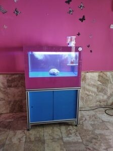 Read more about the article Aquarium in Los Rosales Restaurant (Toledo)